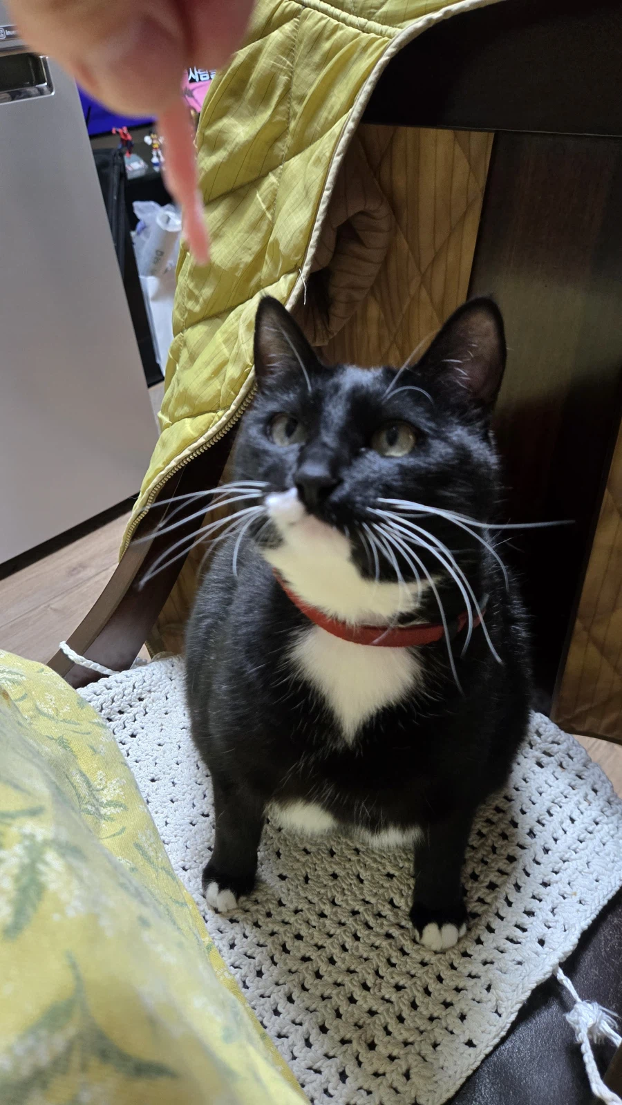 야옹이랑 참치회 먹음:-)_8.webp