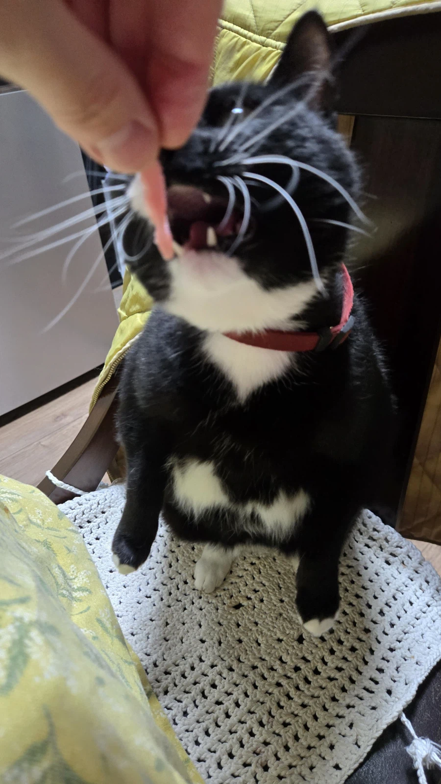 야옹이랑 참치회 먹음:-)_9.webp