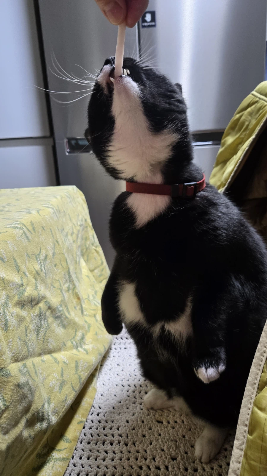 야옹이랑 참치회 먹음:-)_11.webp