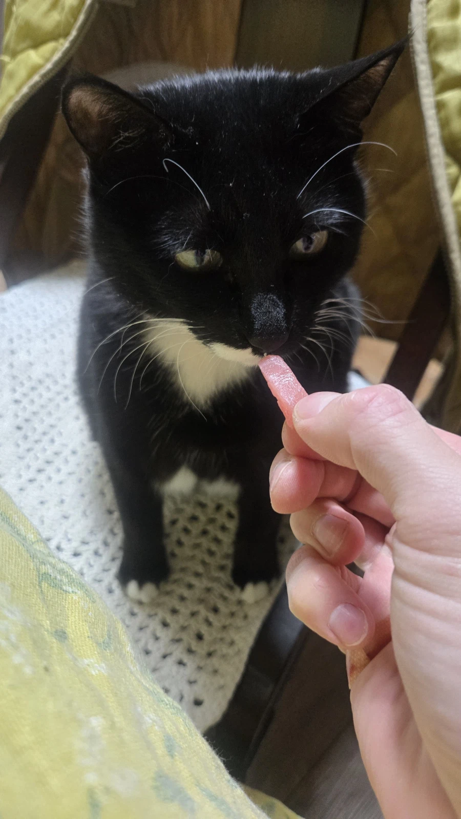 야옹이랑 참치회 먹음:-)_12.webp