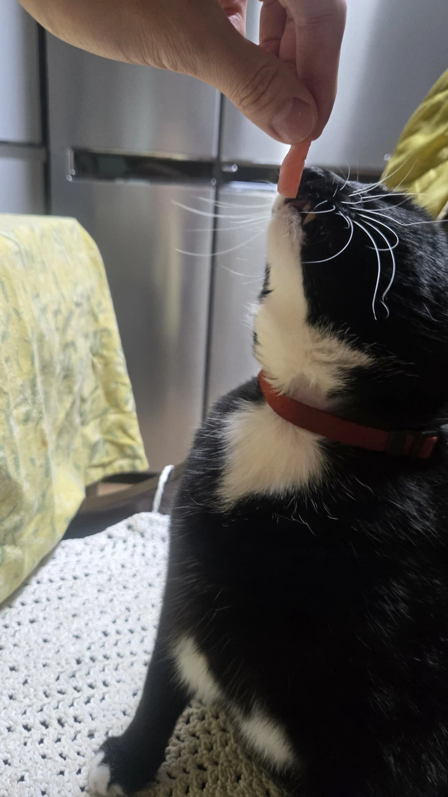 야옹이랑 참치회 먹음:-)_13.webp