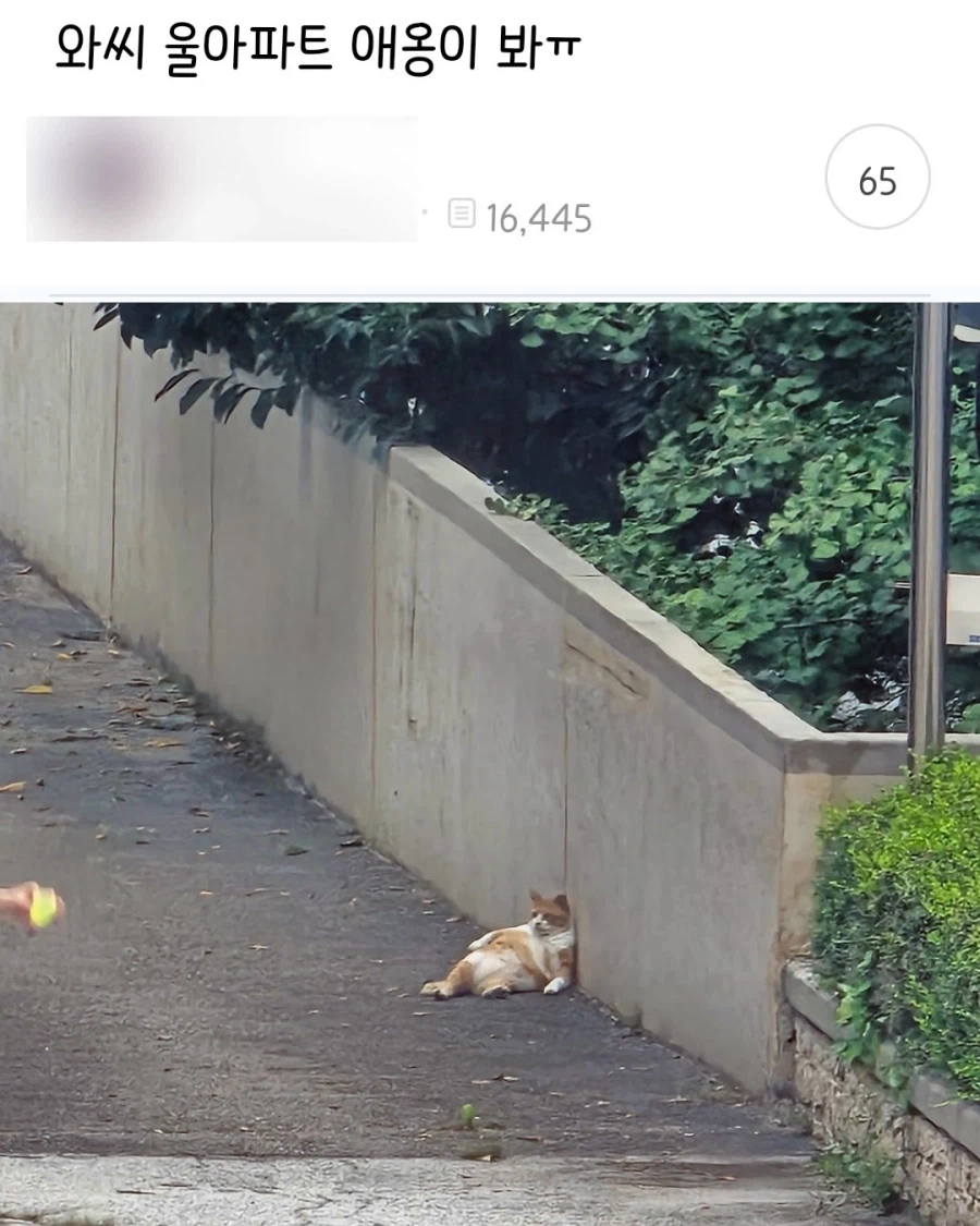 와씨 울아파트 애옹이 봐ㅠ.jpg_1.webp