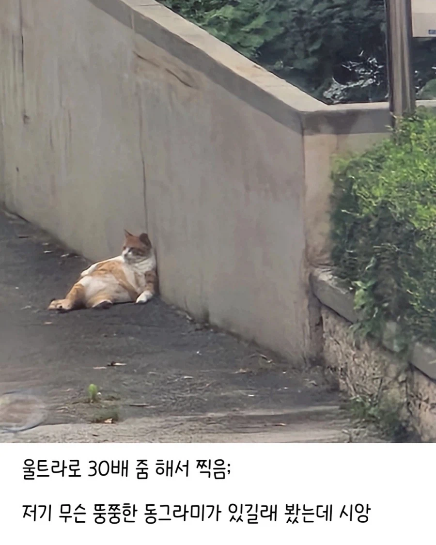 와씨 울아파트 애옹이 봐ㅠ.jpg_2.webp