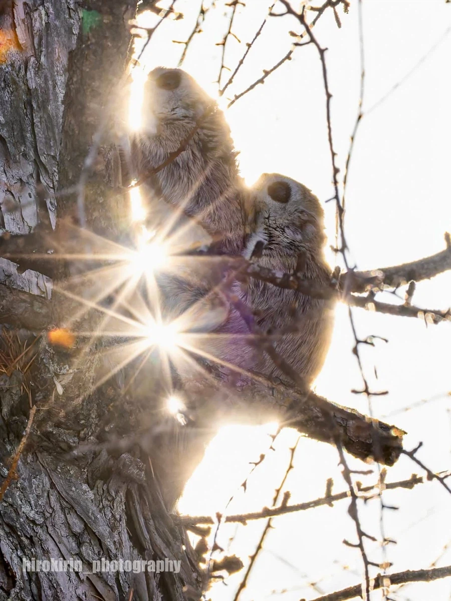 아름다워보이는 하늘다람쥐 교미짤_1.webp