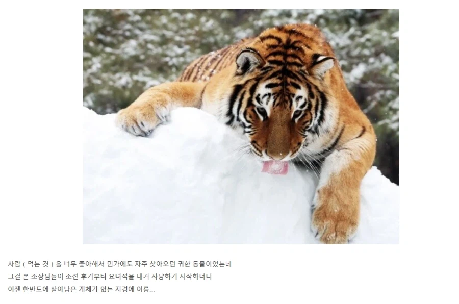 사람을 너무 좋아해서 멸종당한 생명체_1.webp