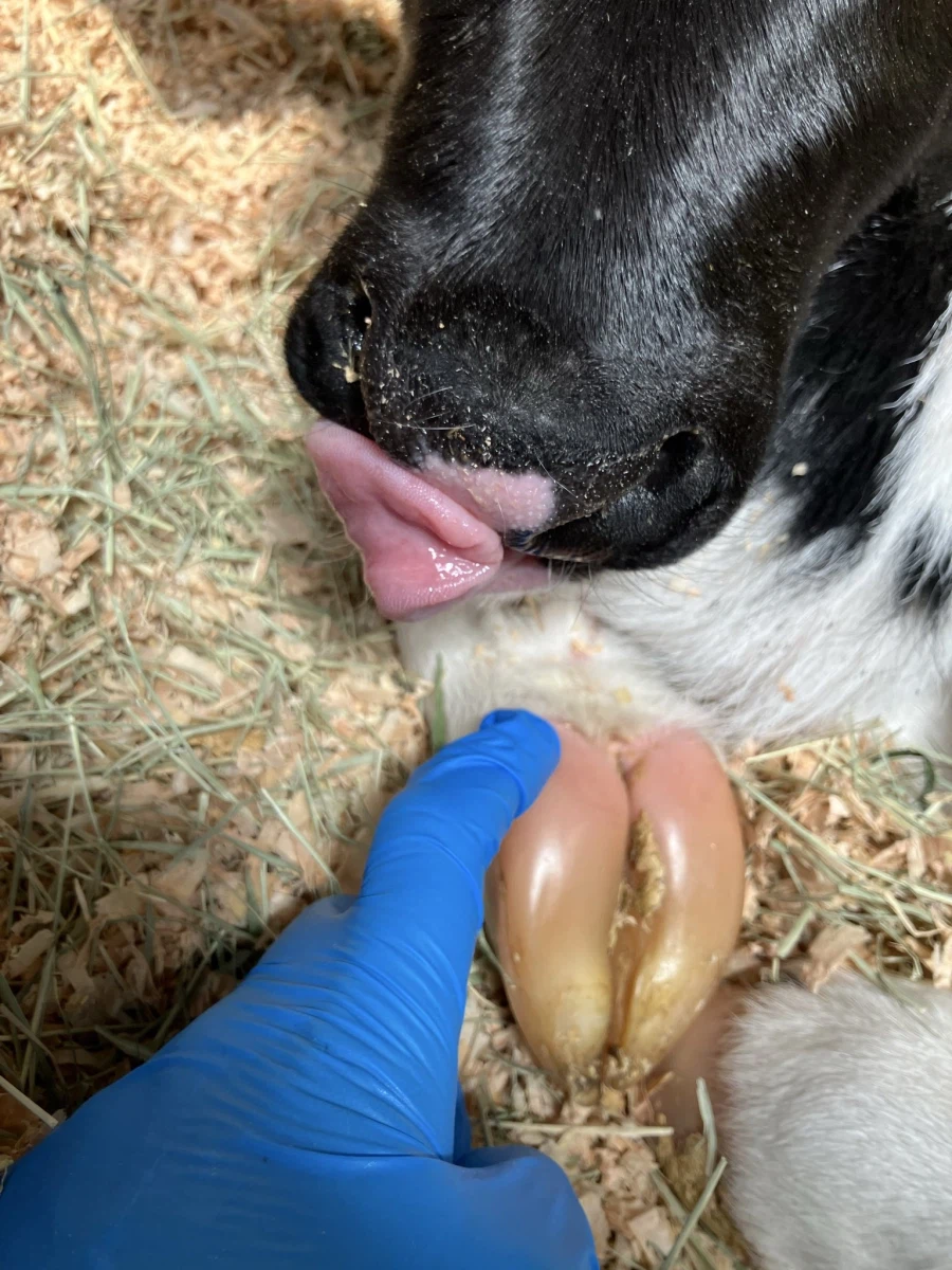 귀여운 갓 태어난 송아지의 보드라운 발굽_1.webp