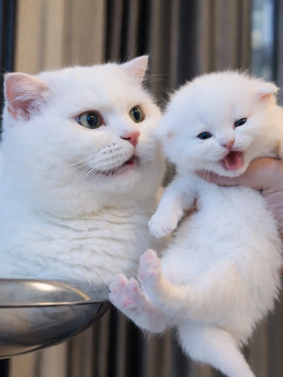 엄마냥이와 아깽이..._1.webp