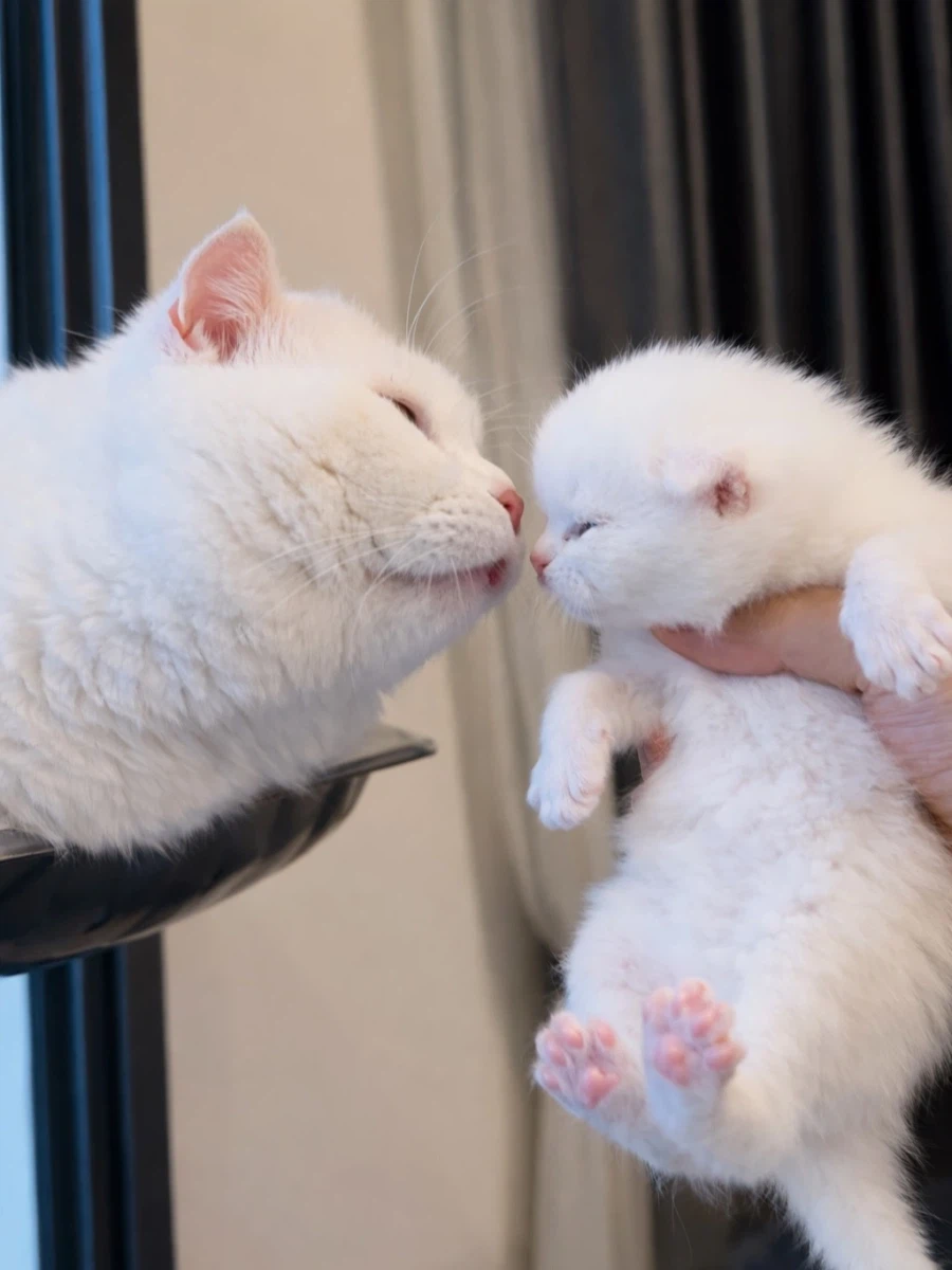 엄마냥이와 아깽이..._3.webp