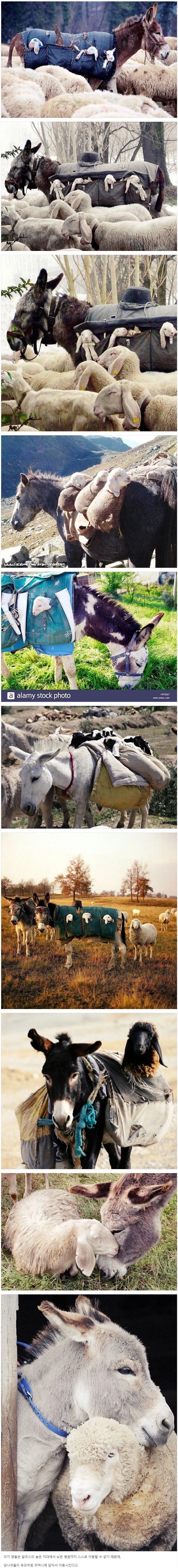 새끼양 나르는 당나귀.jpg_1.webp