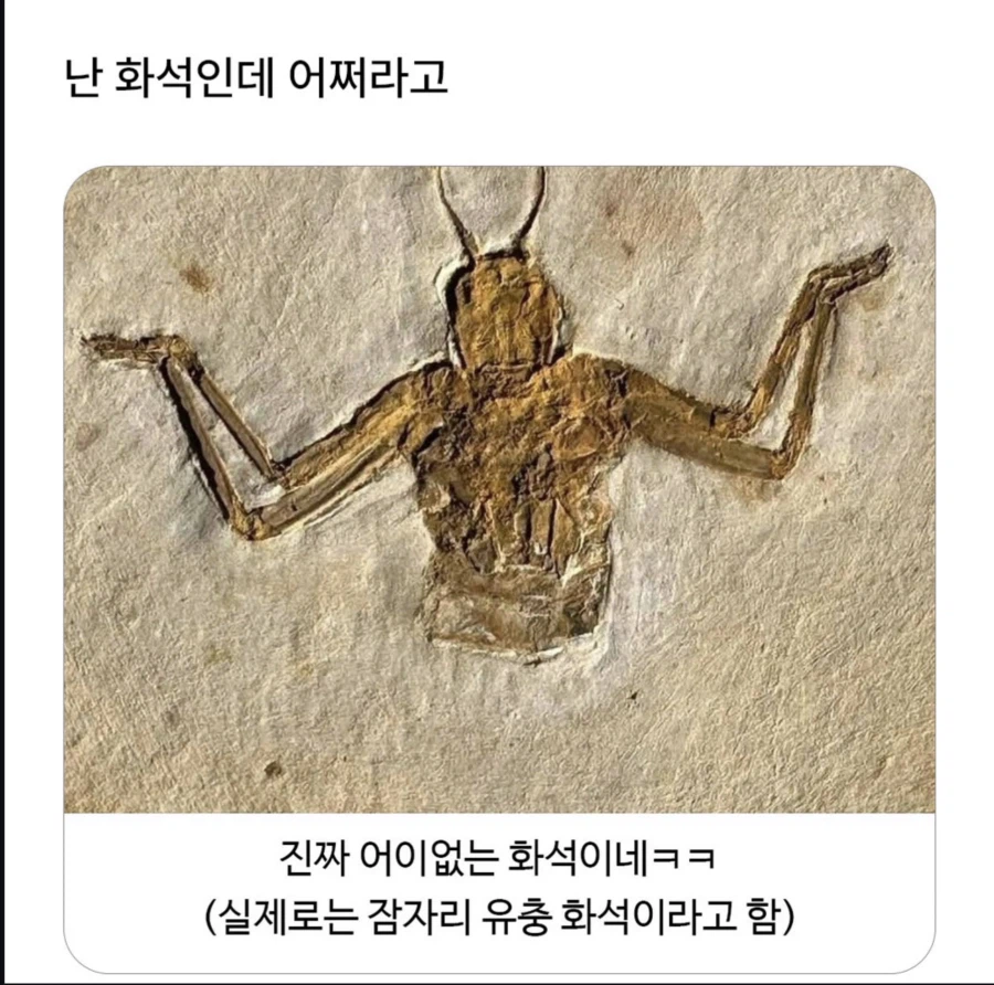 어쩌라고? 화석_1.webp