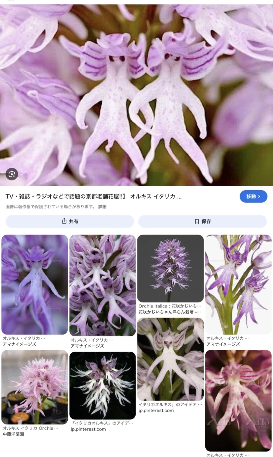 덜렁거리며 달리는 남자처럼 생긴 꽃_1.webp