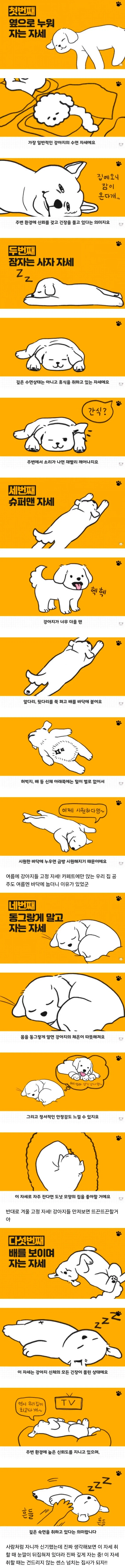 강아지 수면 자세와 이유 jpg._1.webp