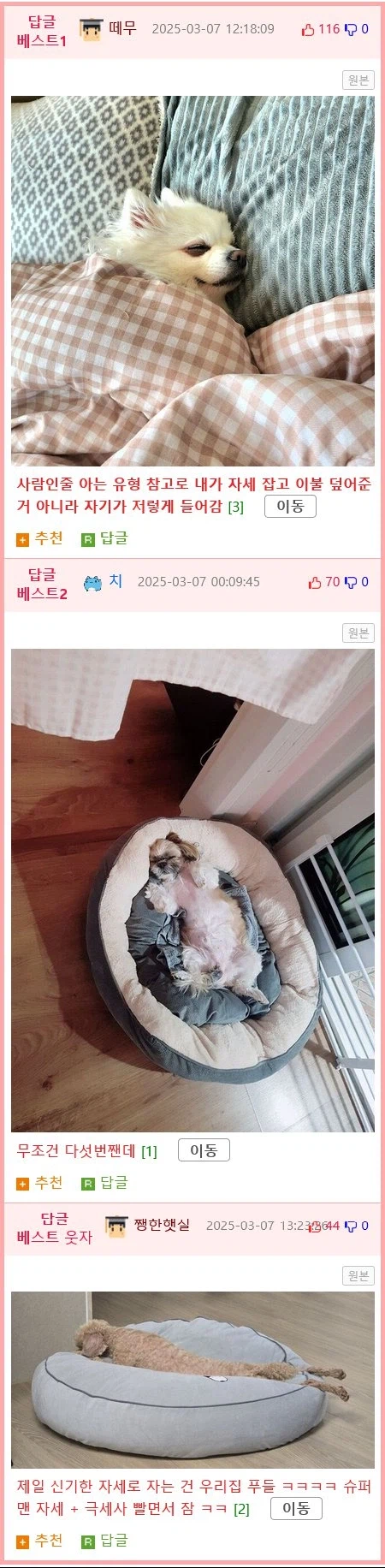 강아지 수면 자세와 이유 jpg._2.webp