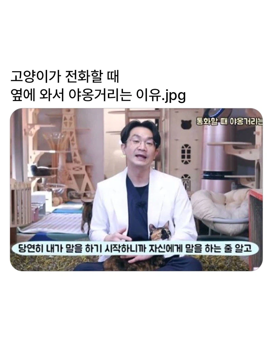 고양이가 전화할 때 옆에와서 야옹거리는 이유_1.webp