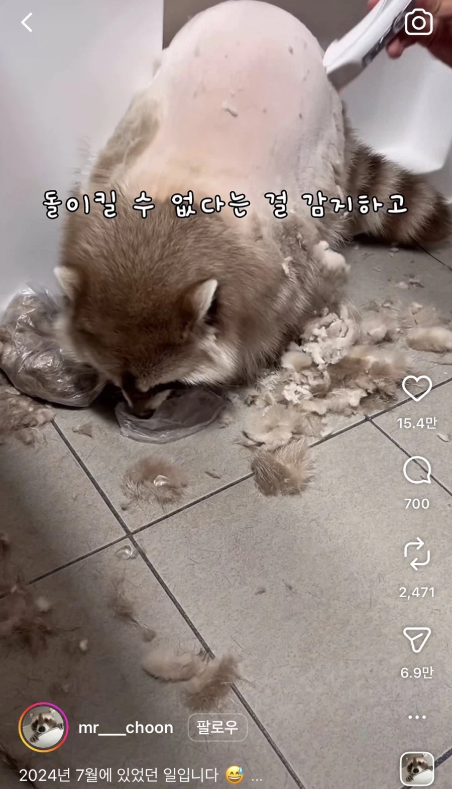 라쿤 이발 대참사_1.webp