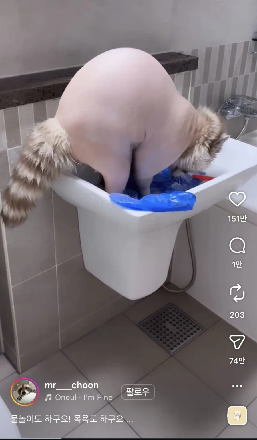 라쿤 이발 대참사_2.webp