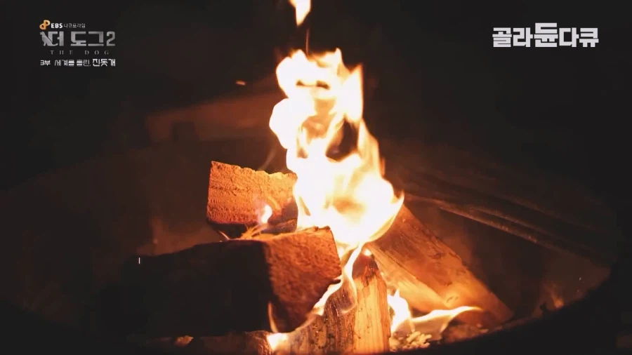 미국인이 키우는 진돗개의 위엄_1.webp