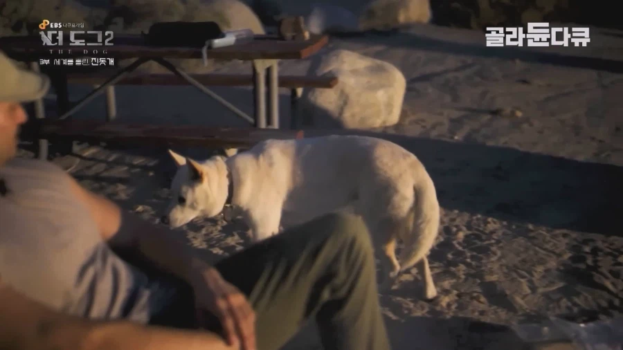 미국인이 키우는 진돗개의 위엄_5.webp