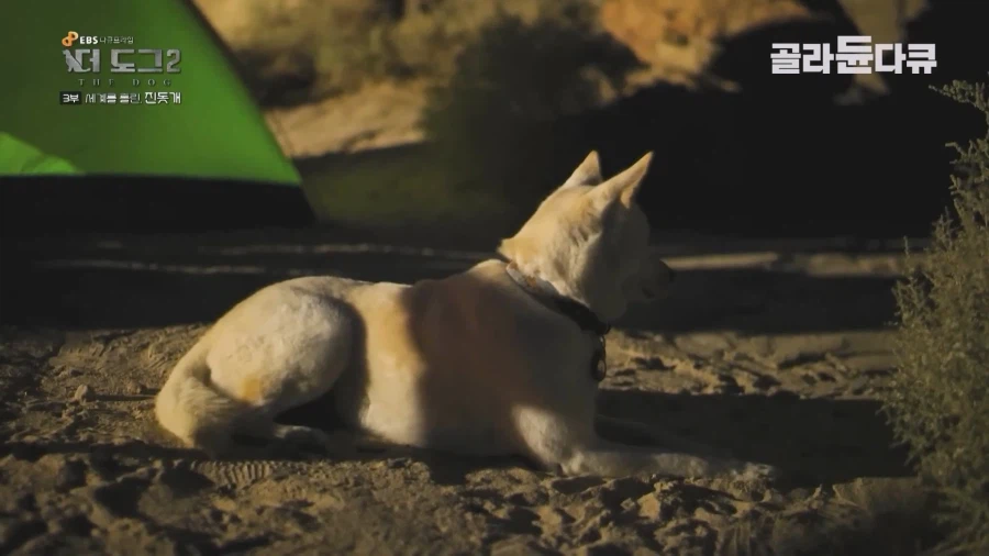 미국인이 키우는 진돗개의 위엄_15.webp