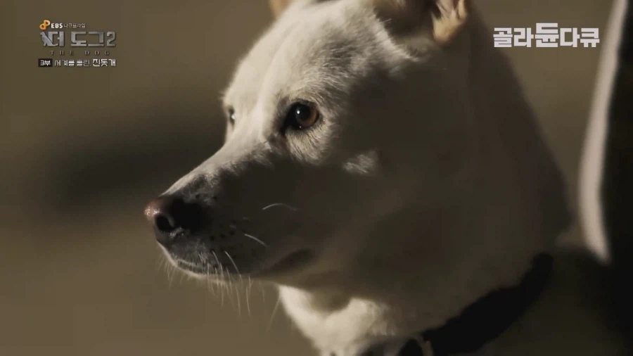 미국인이 키우는 진돗개의 위엄_20.webp