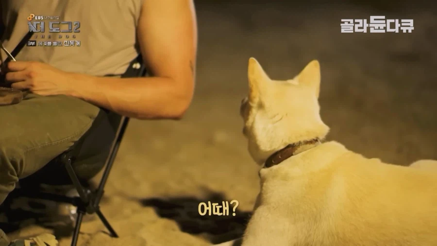 미국인이 키우는 진돗개의 위엄_23.webp