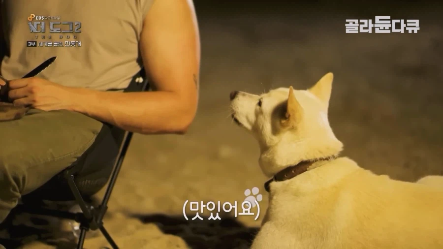 미국인이 키우는 진돗개의 위엄_24.webp