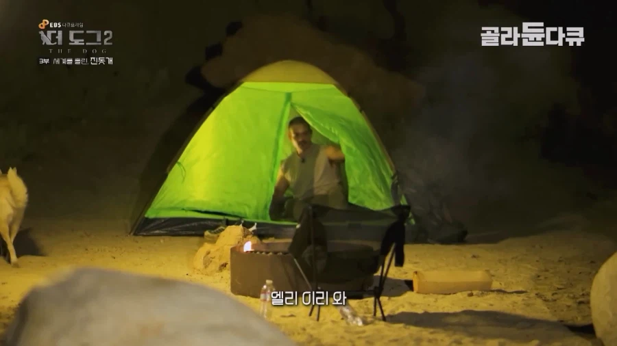 미국인이 키우는 진돗개의 위엄_30.webp