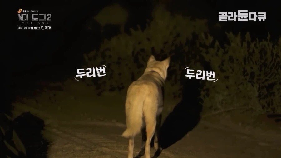 미국인이 키우는 진돗개의 위엄_33.webp