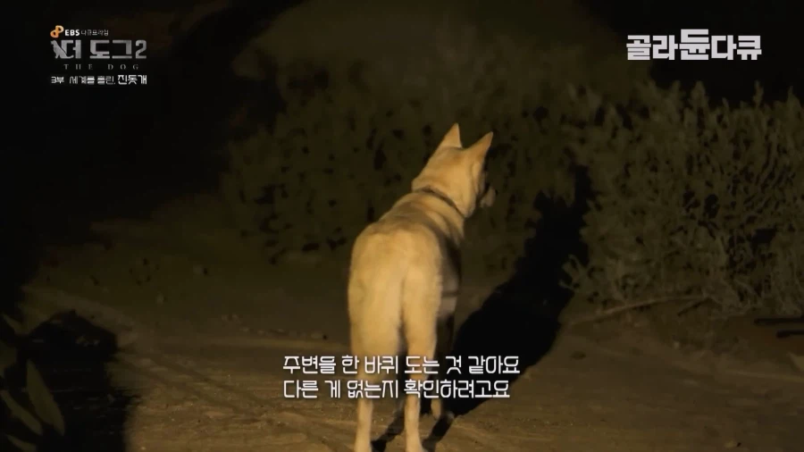 미국인이 키우는 진돗개의 위엄_34.webp