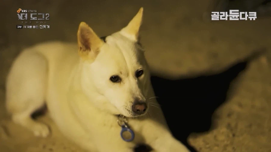 미국인이 키우는 진돗개의 위엄_35.webp