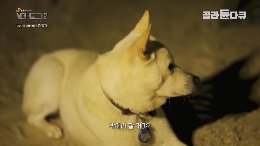 미국인이 키우는 진돗개의 위엄_36.webp