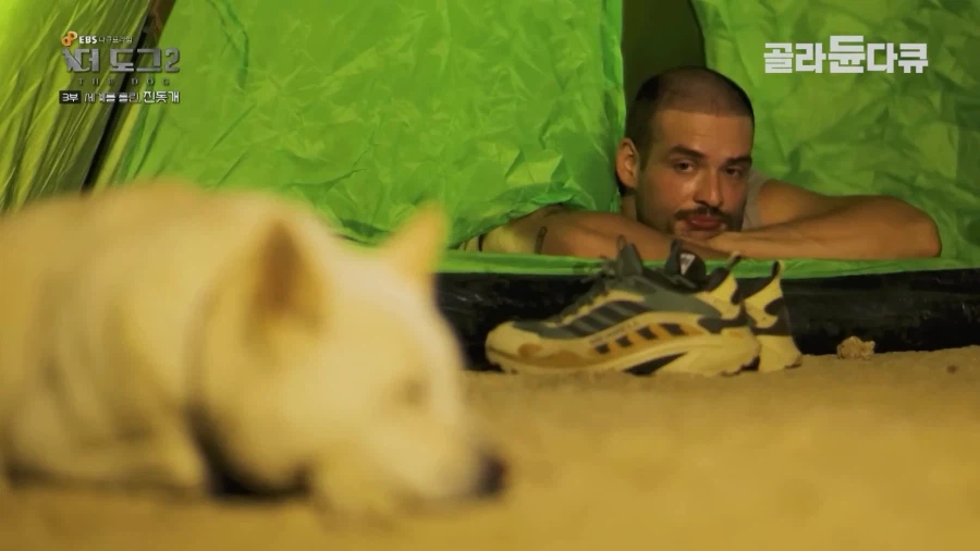 미국인이 키우는 진돗개의 위엄_38.webp