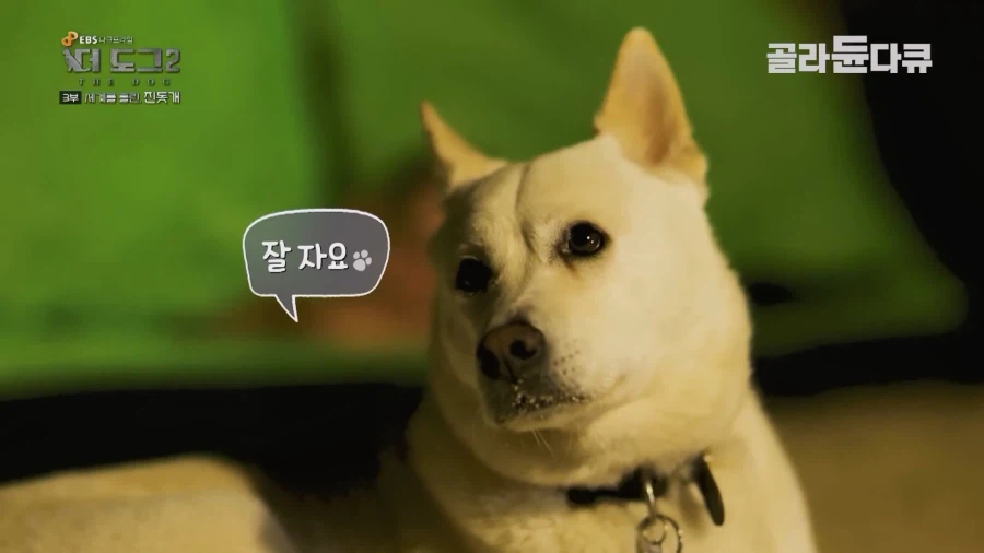 미국인이 키우는 진돗개의 위엄_40.webp