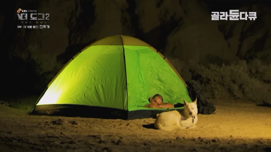 미국인이 키우는 진돗개의 위엄_41.webp