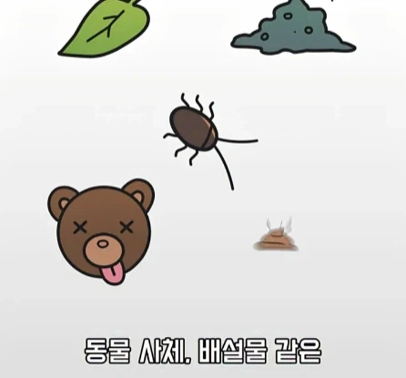 바퀴벌레가 멸종하면 생기는 일.jpg_5.webp