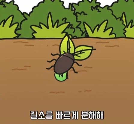 바퀴벌레가 멸종하면 생기는 일.jpg_12.webp