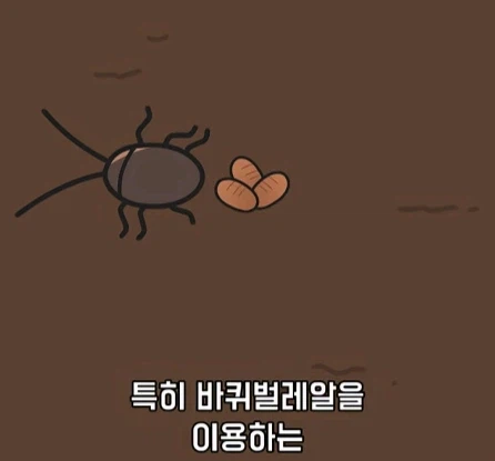 바퀴벌레가 멸종하면 생기는 일.jpg_25.webp