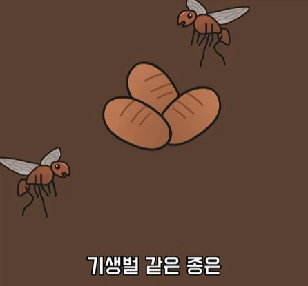 바퀴벌레가 멸종하면 생기는 일.jpg_26.webp