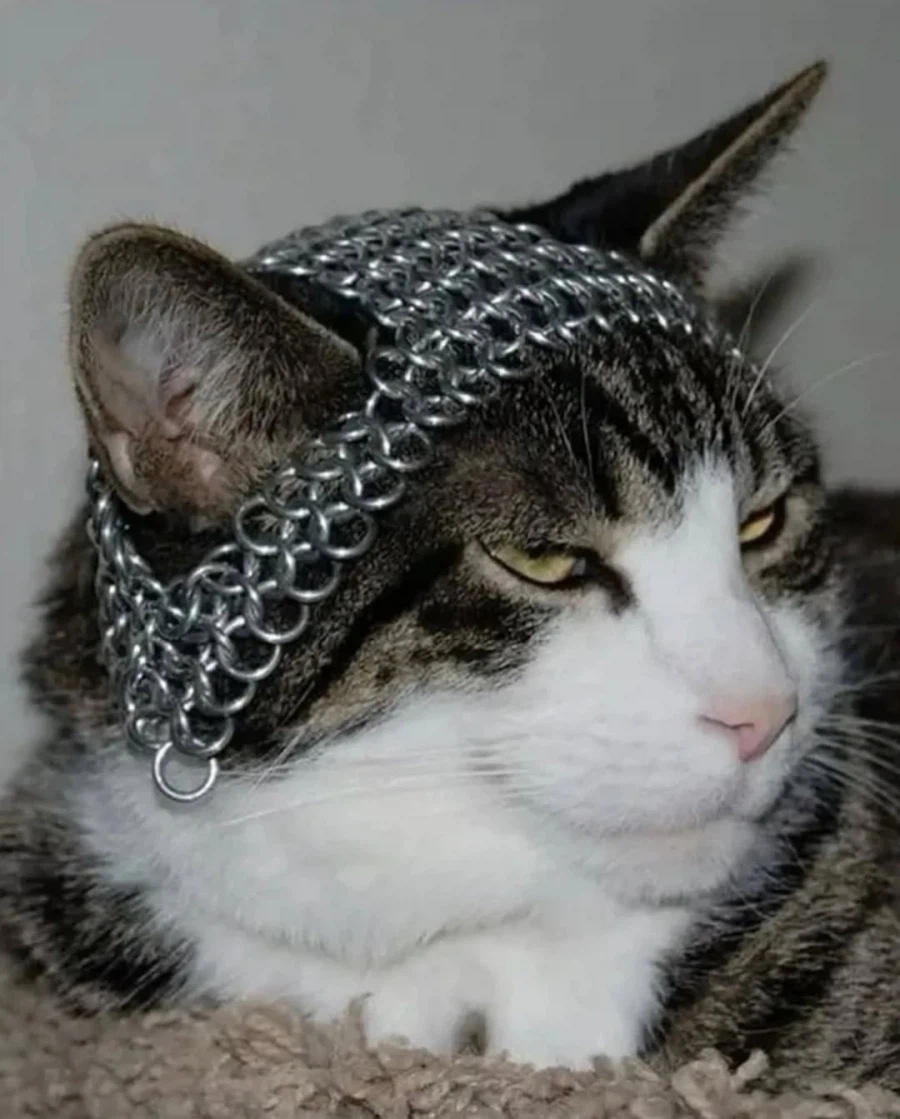 기묘한 짤 모음-1_11.webp