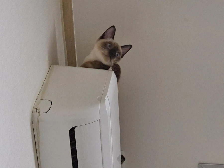 예전에 살던 집 에어컨에는 신박한 기능이 있었다!!!_12.webp