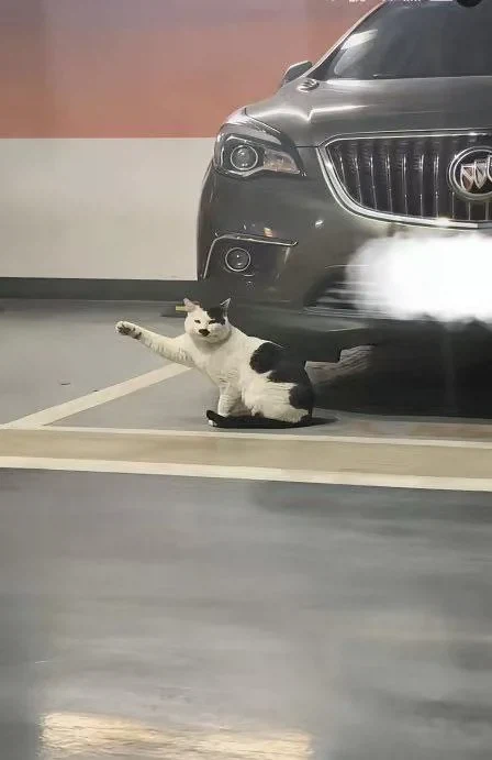 어디서 많이 본 고양이_1.webp