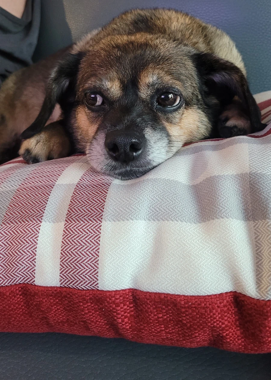 뭔 강아지의 날도 있네;;_1.webp