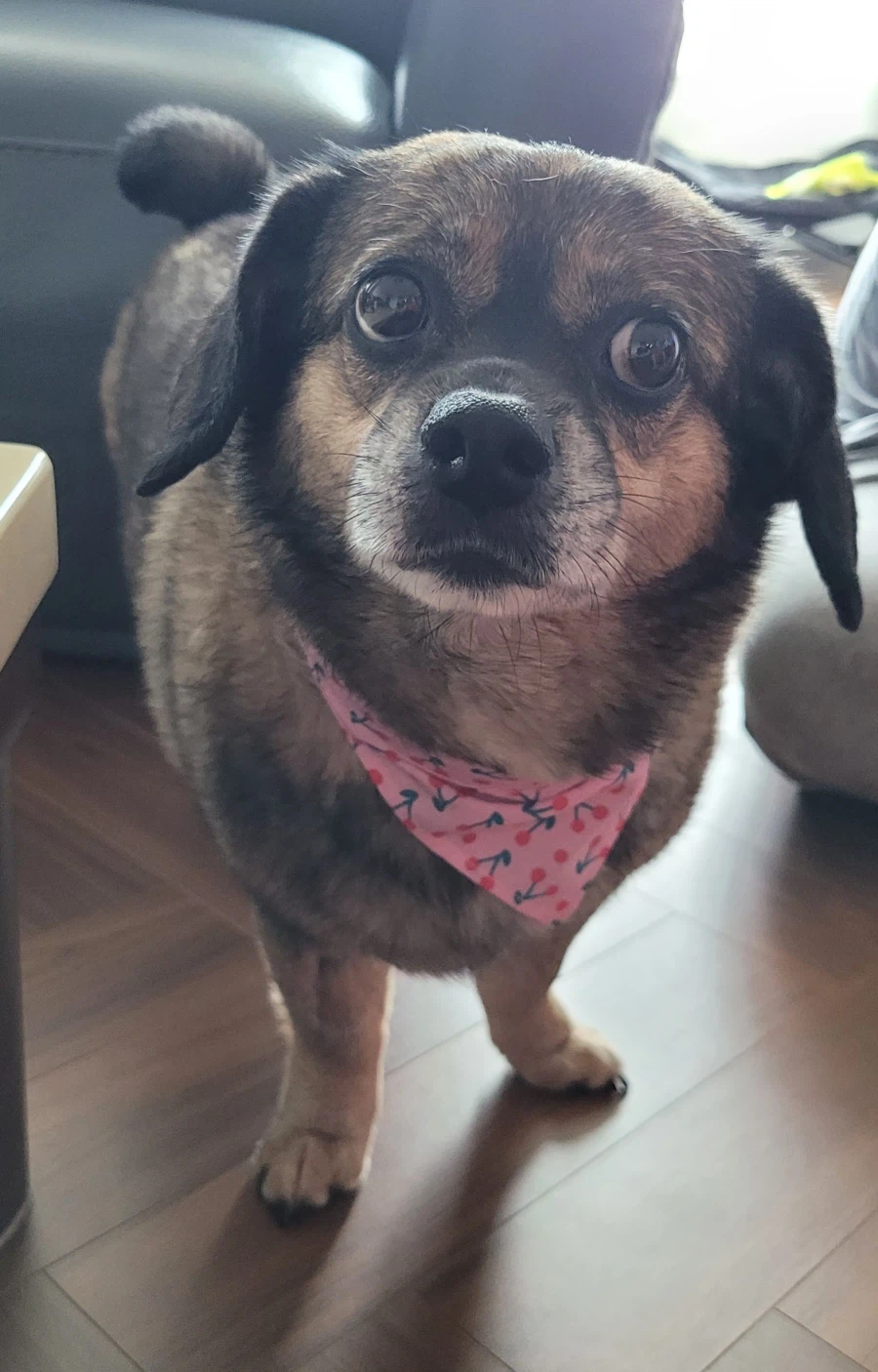 뭔 강아지의 날도 있네;;_3.webp