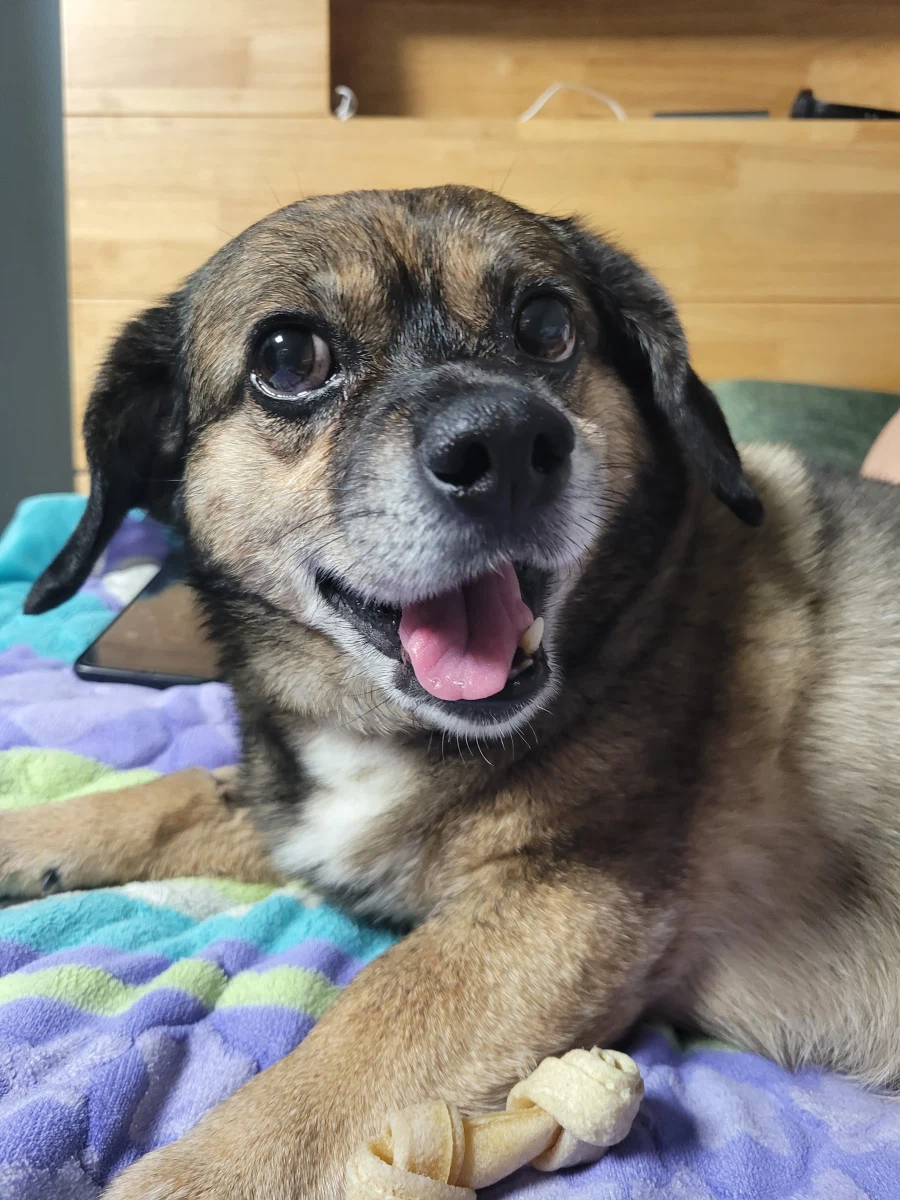 뭔 강아지의 날도 있네;;_4.webp