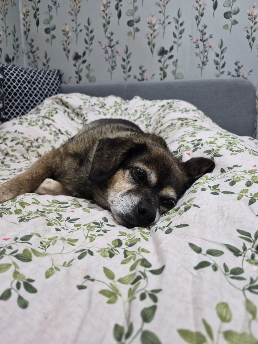 뭔 강아지의 날도 있네;;_5.webp