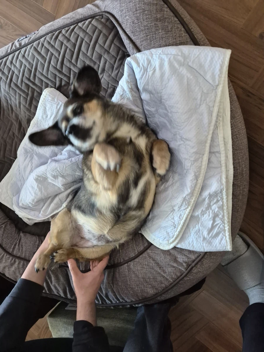 뭔 강아지의 날도 있네;;_6.webp