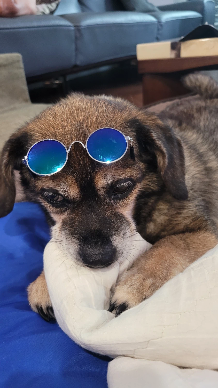 뭔 강아지의 날도 있네;;_8.webp