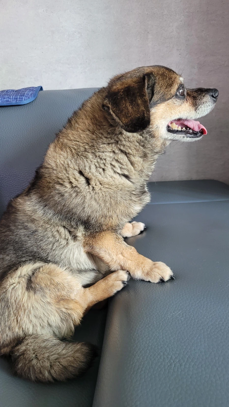 뭔 강아지의 날도 있네;;_9.webp