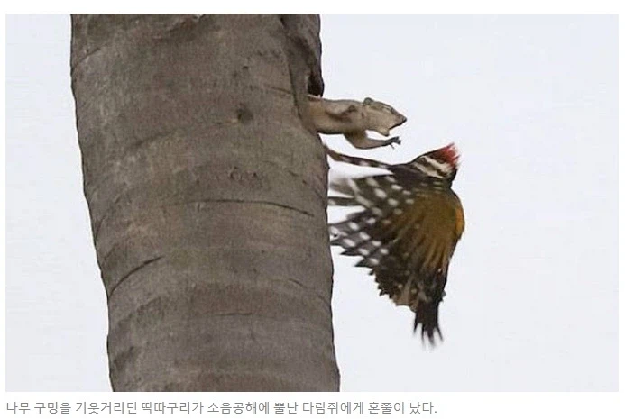 유명한 딱따구리 사진의 진실_3.webp
