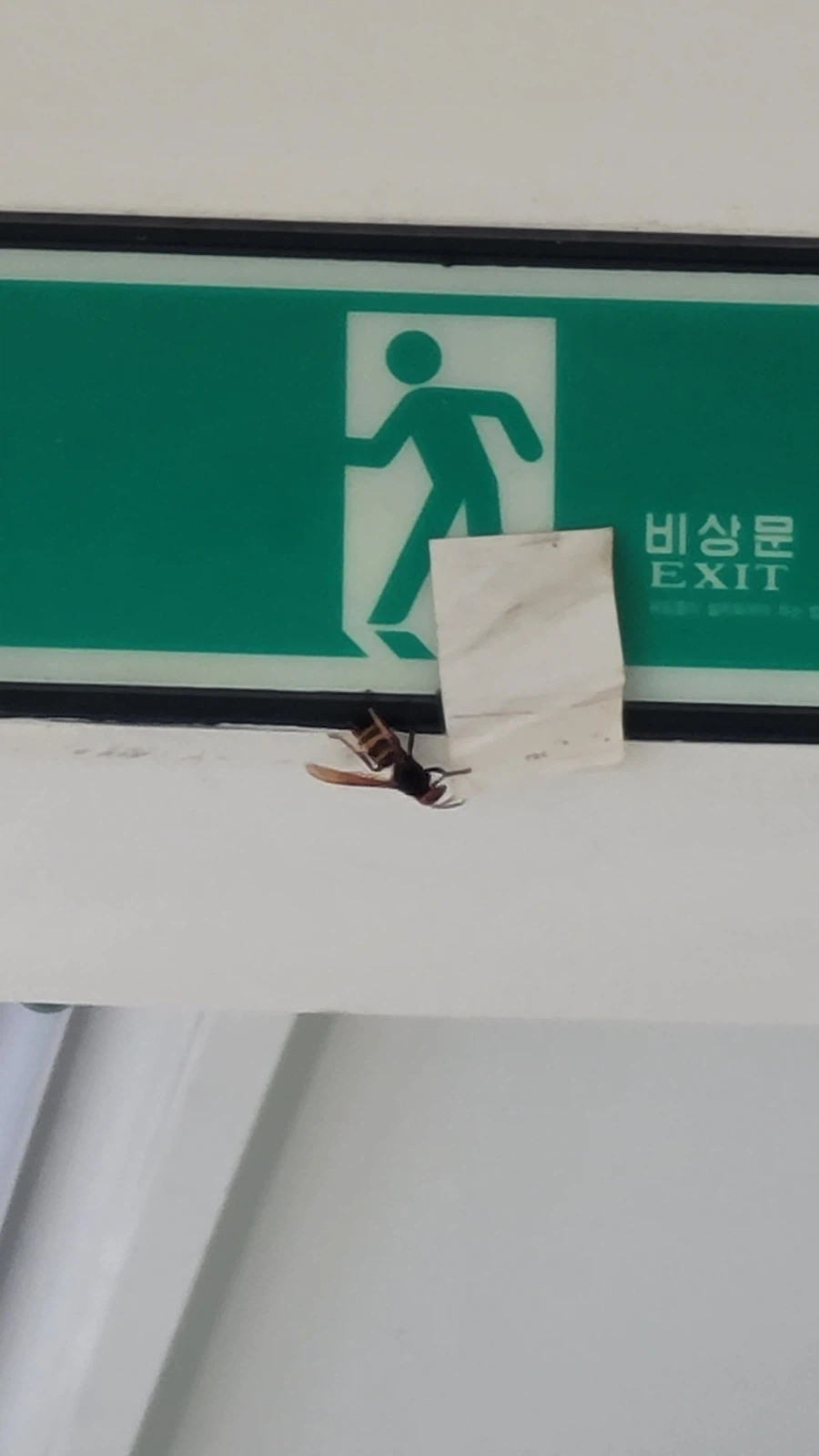 장수말벌 진짜 크더라_1.webp